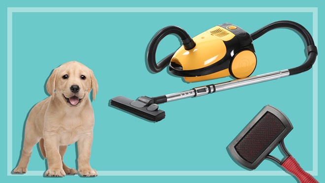 labrador puppy with pet brush and vacuum cleaner